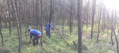 Các công nhân đang chặt những cây bị gãy, đổ